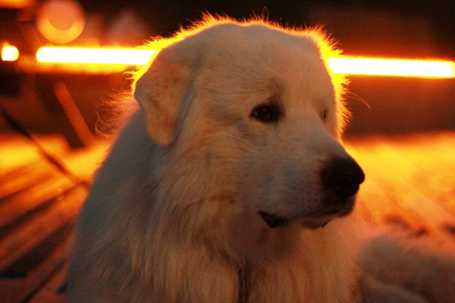 Cute Fluffy White Dog Orange Light
