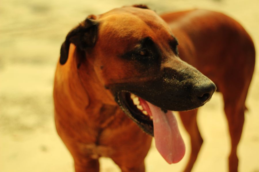 Big Rodeshian Ridgeback Dog in The Beach