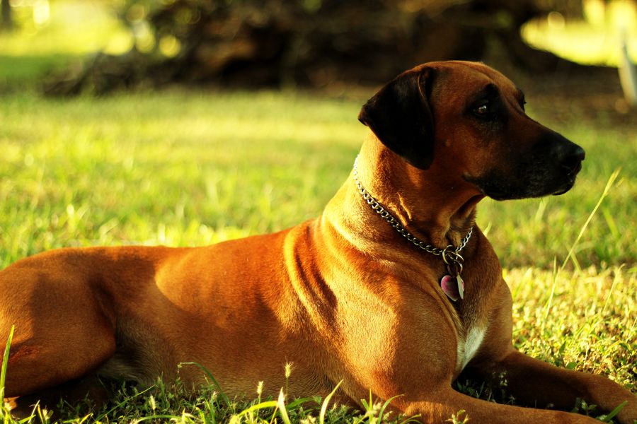 Knappe Hond In Het Gras