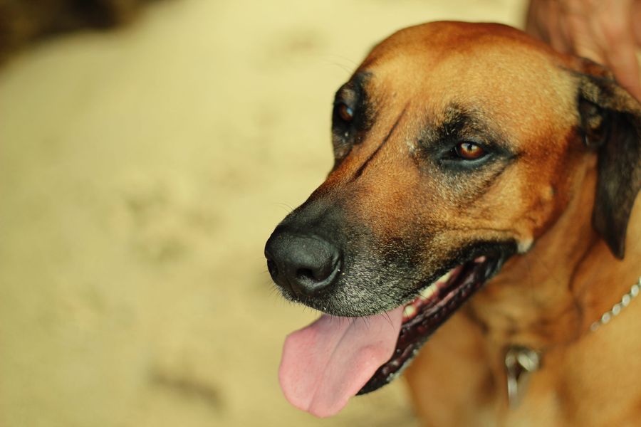 Lief Hond met uitgestoken tong